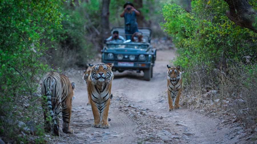 Ranthambore